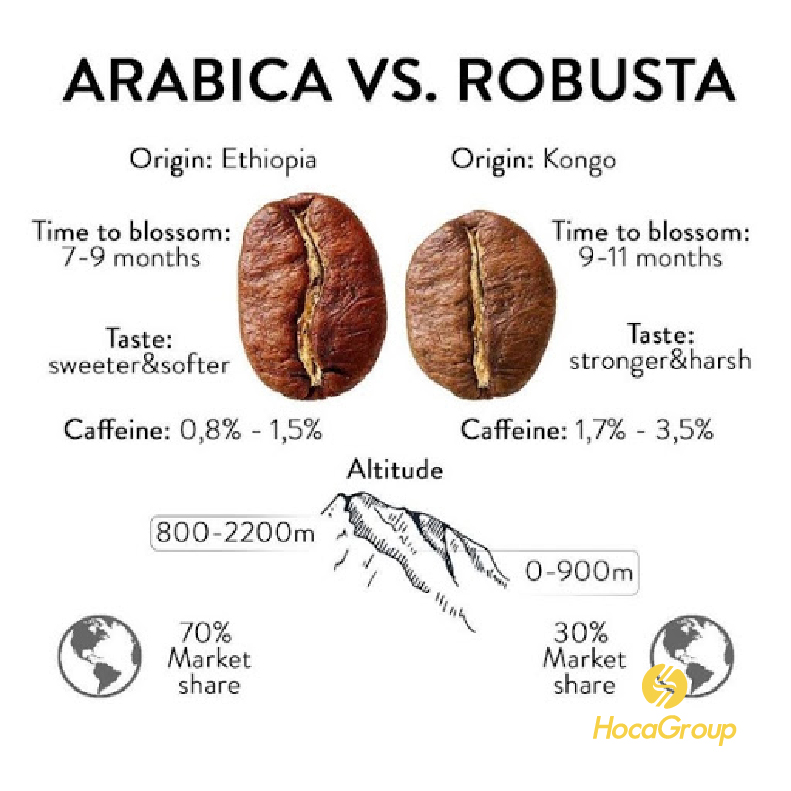 Phân loại hai giống cà phê Arabica và Robusta   Ảnh:HocaGroup