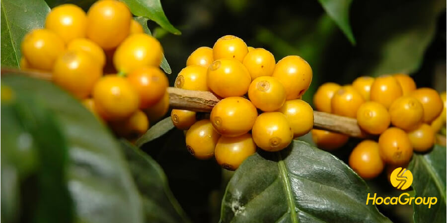Cây giống Bourbon vàng trồng tại một trang trại Việt Nam. 