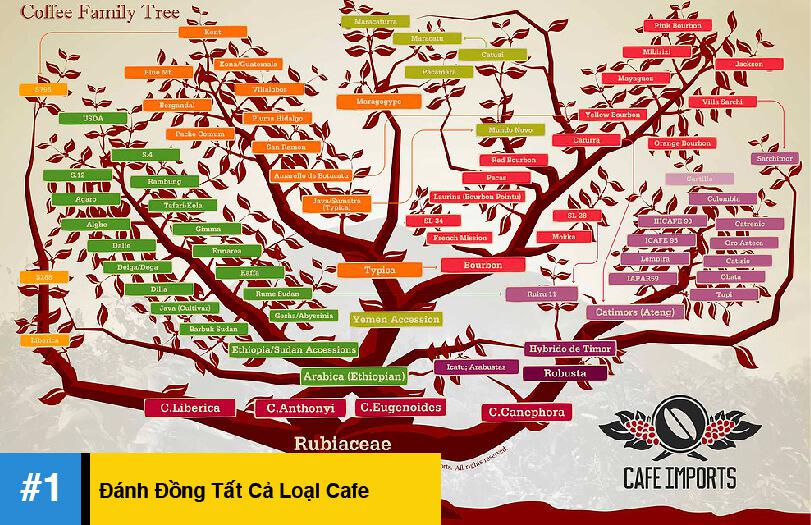 Coffee Family Tree của những loại cafe trên thế giới