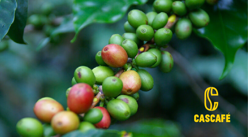 Nguồn gốc của tất cả các giống cà phê trên thế giới