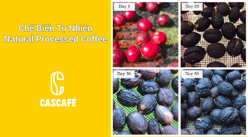 Phương pháp sơ chế cà phê tự nhiên - Natural Processed Coffee