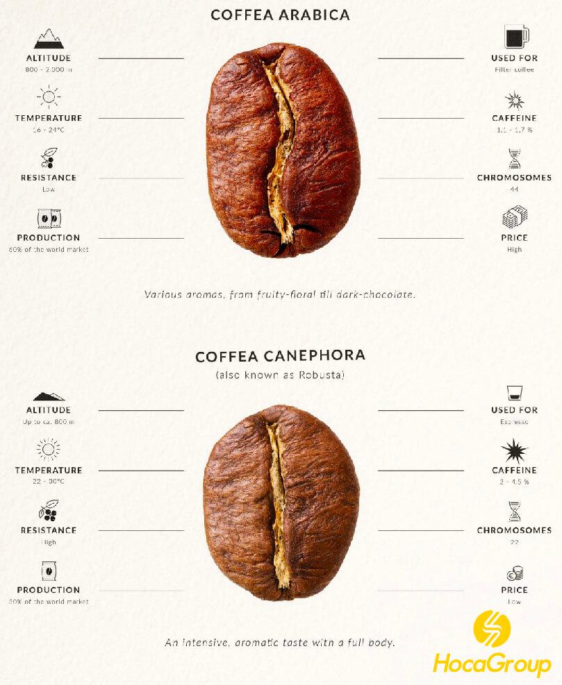 Sự khác nhau của các loại cây cà phê arabica và robusta
